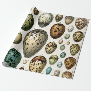 Adolphe Millot Dark Academia Vintage Bird Egg Art Wrapping Paper