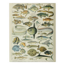 Adolphe Millot Fish Pattern-A