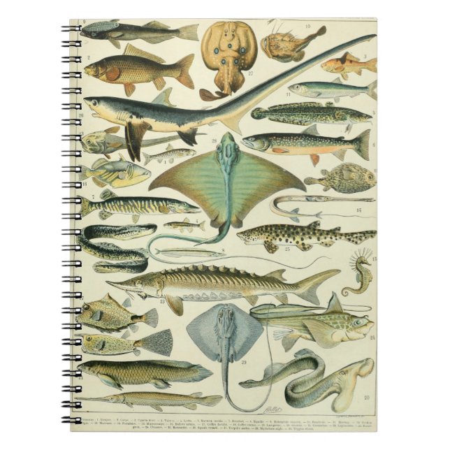 Adolphe Millot Fish Pattern-A Notebook (Front)