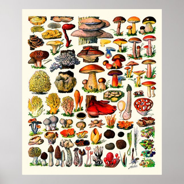 Adolphe Millot ~ Fungi Poster (Front)