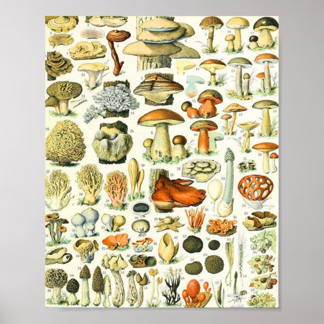 Adolphe Millot mushroom Poster (Front)