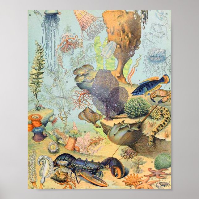 Adolphe Millot ocean B Poster (Front)