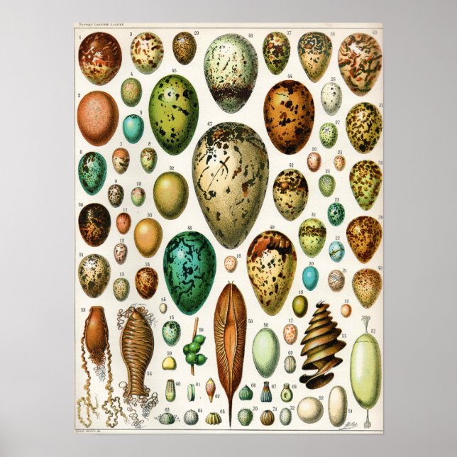Adolphe Millot Vintage French Bird Eggs Poster (Front)