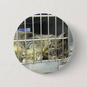 Adopt A Cat Button 001