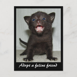Adopt a Feline Friend Postcard