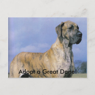 Adopt a Great Dane! postcard