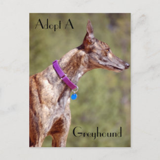 Adopt A Greyhound Postcard