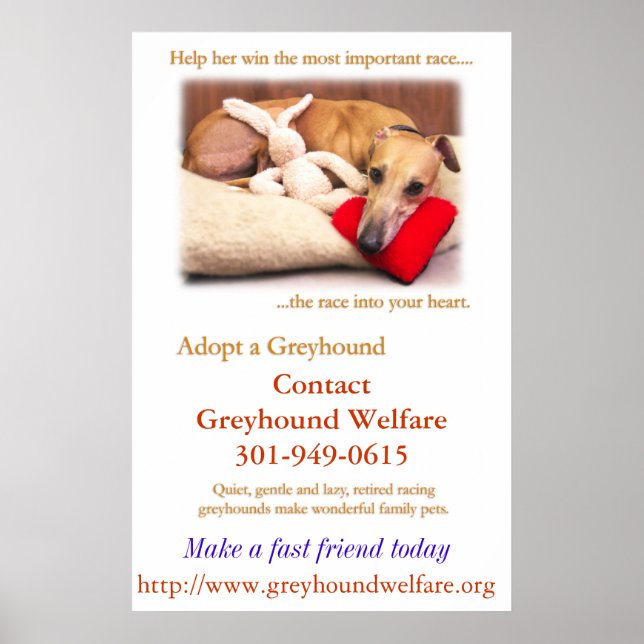 Adopt a Greyhound Poster (Front)