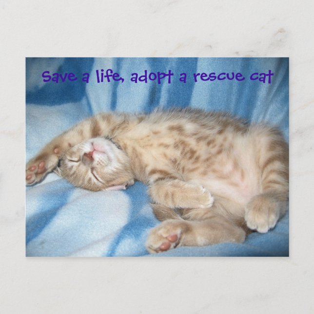 Adopt a rescue cat Postcard (Front)