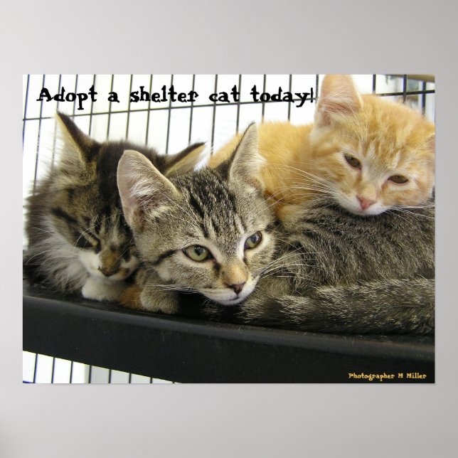Adopt a shelter cat today poster (Front)