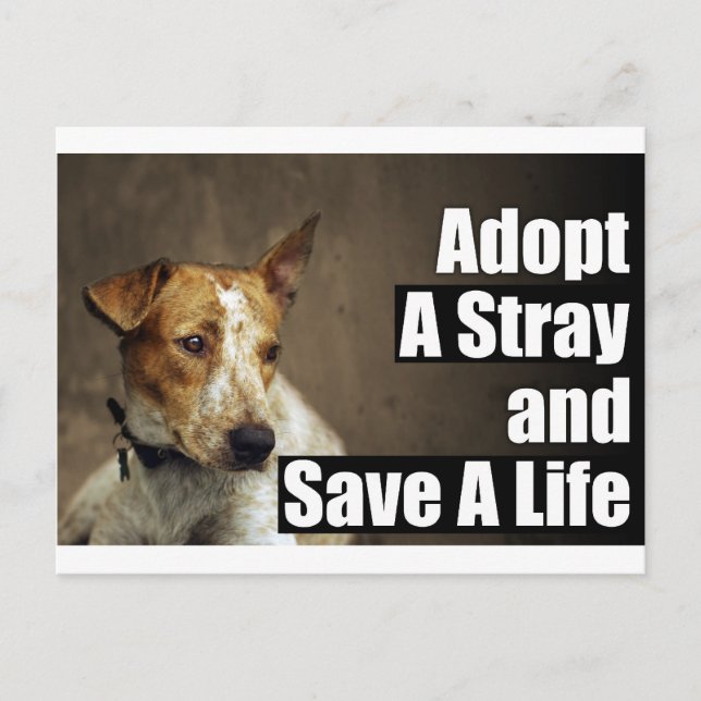 Adopt A Stray Post Card (Front)