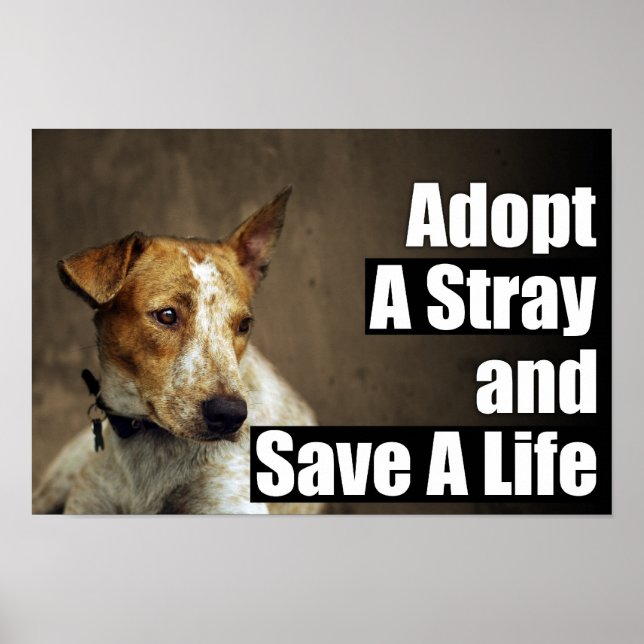 Adopt A Stray Poster (Front)