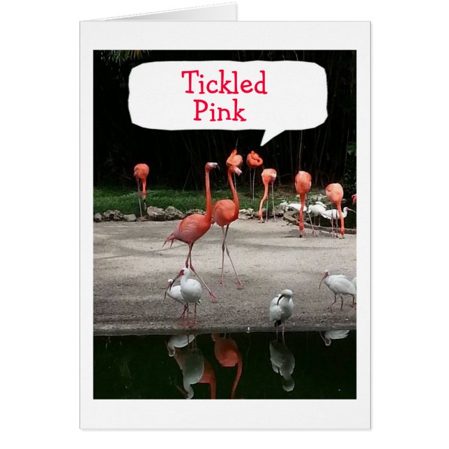 **ADOPTION" FLAMINGOS ARE "TICKLED PINK" (Front)