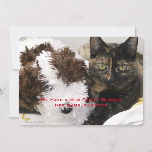 Adoption of Pet Cat, Name, Your Photo,  Announcement (Front)