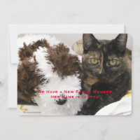 Adoption of Pet Cat, Name, Your Photo,