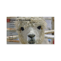 Adorable Alpaca Meadows