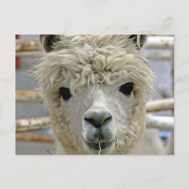 Adorable Alpaca Postcard (Front)