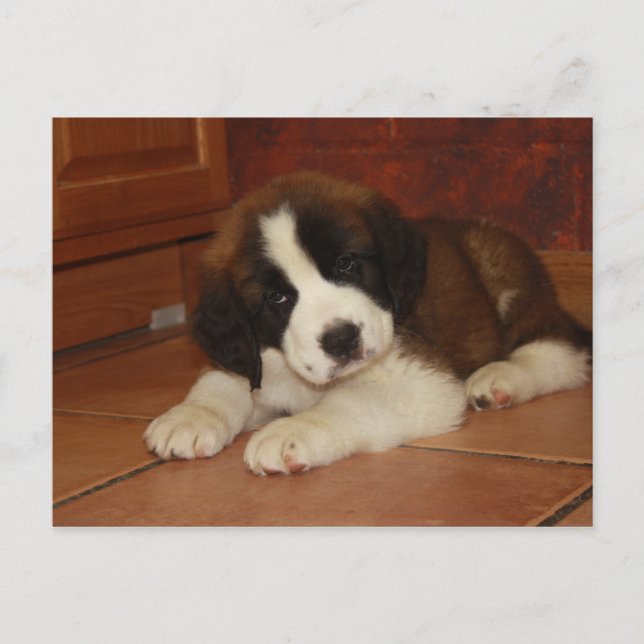 Adorable and Sweet St. Bernard Puppy Postcard (Front)