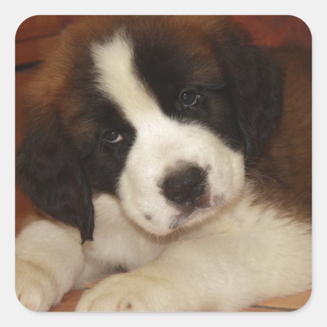 Adorable and Sweet St. Bernard Puppy Square Sticker (Front)