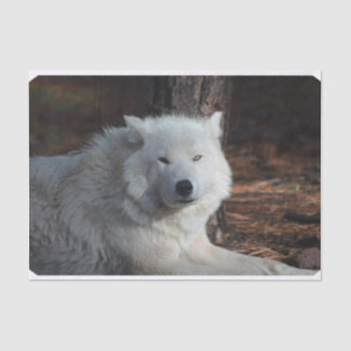 Adorable Arctic Wolf Tissue Paper