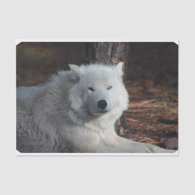 Adorable Arctic Wolf Tissue Paper (Front)