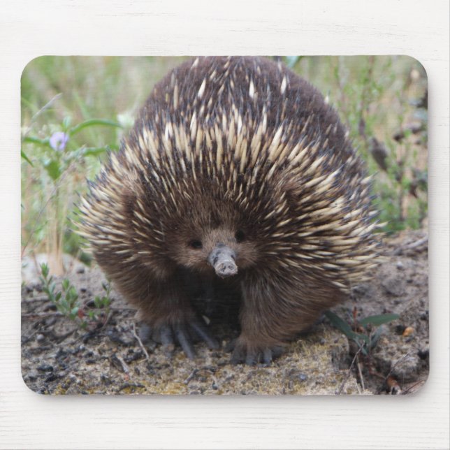Adorable Australian Echidna Mouse Pad (Front)