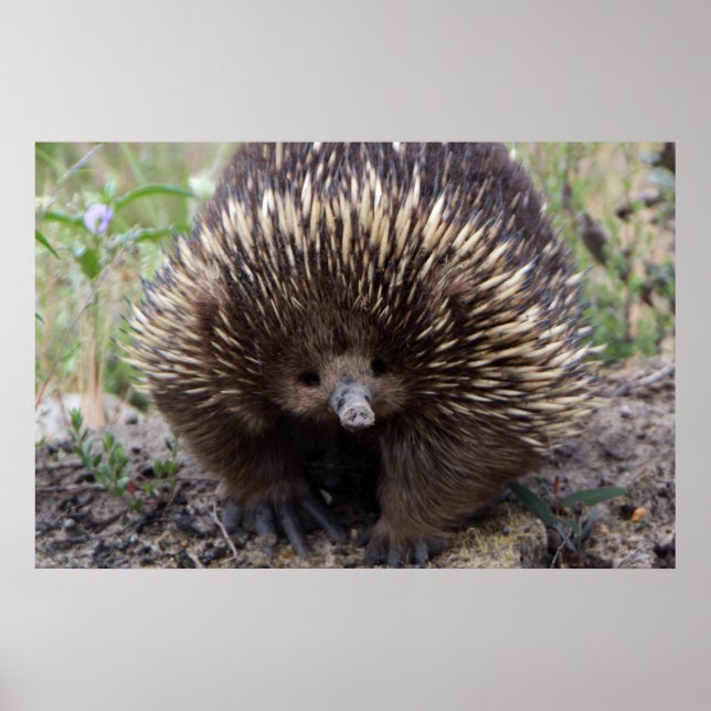 Adorable Australian Echidna Poster (Front)