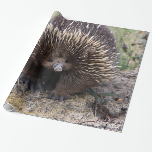 Adorable Australian Echidna Wrapping Paper (Unrolled)