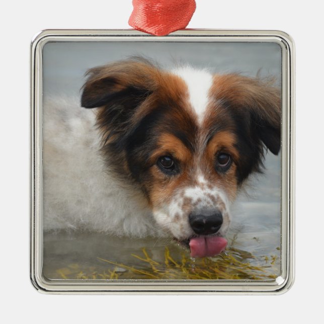 Adorable Australian Shepherd Metal Tree Decoration (Front)