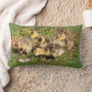Adorable Baby Canada Geese on the Grass Lumbar Cushion