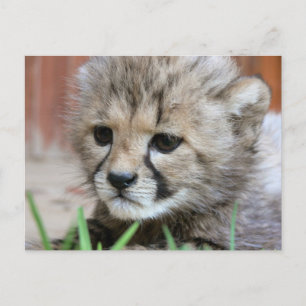 Adorable Baby Cheetah Postcard