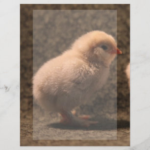 Adorable Baby Chick Stationery
