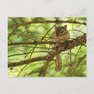 Adorable Baby Chipmunk Hiding in a Pine Tree Postcard