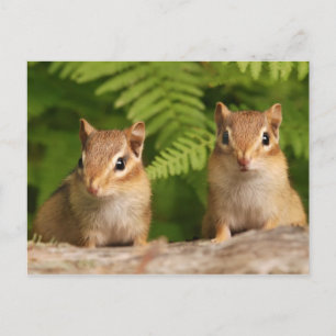 Adorable Baby Chipmunk Siblings Postcard