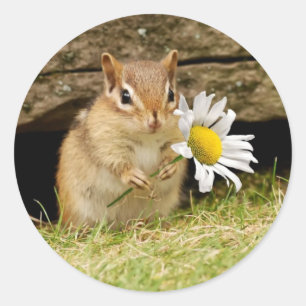 Adorable Baby Chipmunk with Daisy Classic Round Sticker