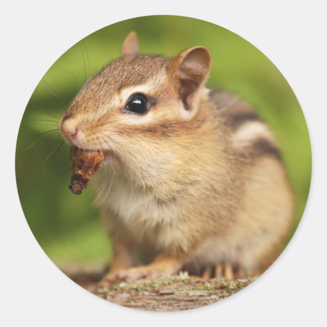 Adorable Baby Chipmunk with Snack Classic Round Sticker (Front)