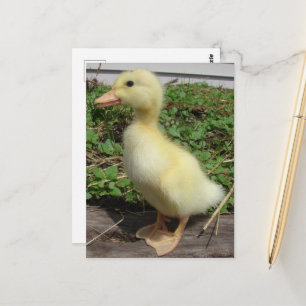 Adorable Baby Duck in the Country Photography Postcard
