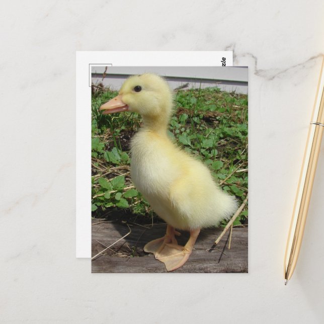 Adorable Baby Duck in the Country Photography  Postcard (Front/Back In Situ)