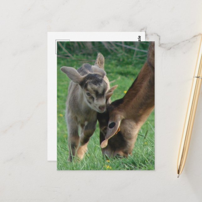 Adorable Baby Goat and Nubian Mother Goat Grazing Postcard (Front/Back In Situ)