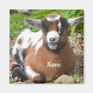 Adorable Baby Goat Kid Magnet
