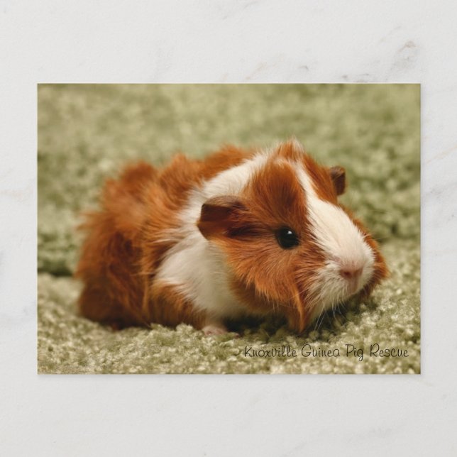 Adorable Baby Guinea Pig Postcard (Front)