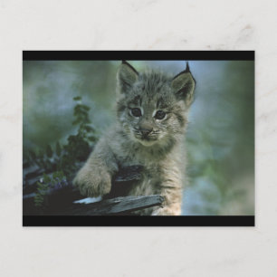 Adorable Baby Lynx Postcard