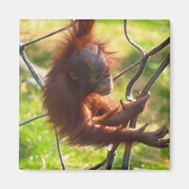 Adorable baby orangutan magnet (Front)