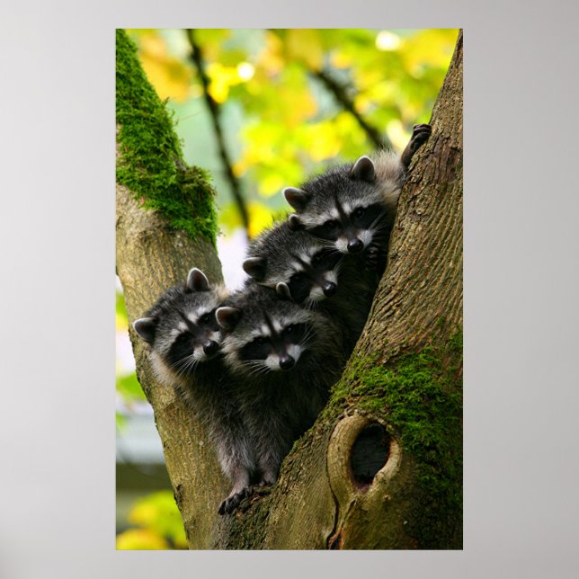 Adorable Baby Raccoons Poster (Front)