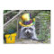 Adorable Baby Racoon Birthday Flat Card