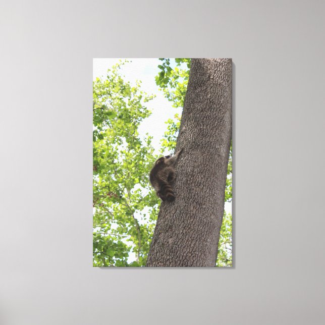 Adorable Baby Racoon Canvas Print (Front)