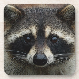 Adorable Baby Racoon Face Mask Stare Coaster