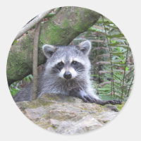Adorable Baby Racoon Stickers