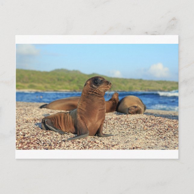 Adorable baby sea lion Galapagos Islands Postcard (Front)
