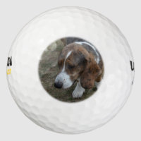 Adorable Basset Hound